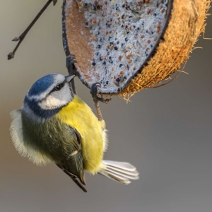 Redwell   27 1 2017   D3s (182 Of 369).jpg